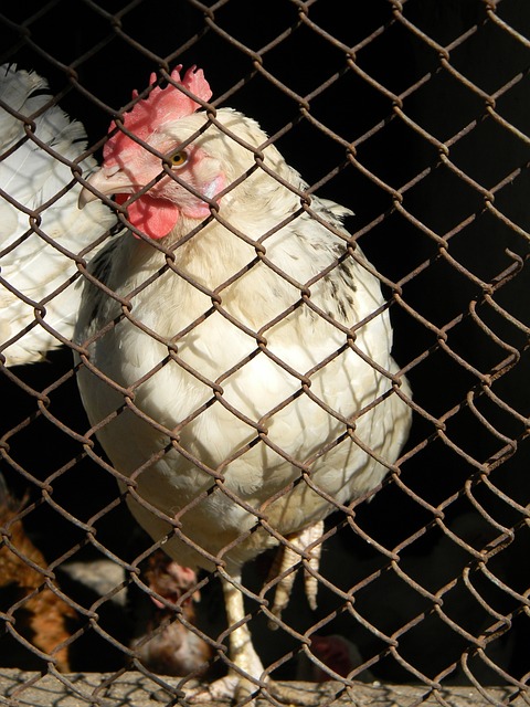 克的联手 克的联手